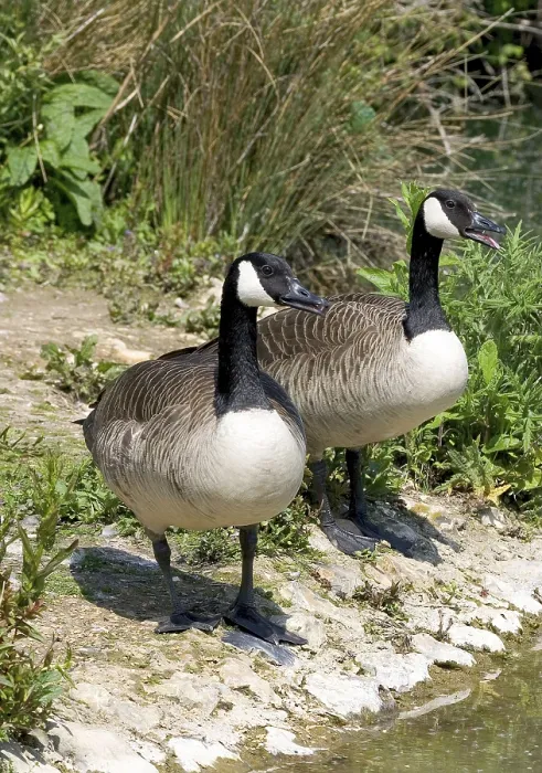 Framed Print : Canada Geese (Branta canadensis) Pair