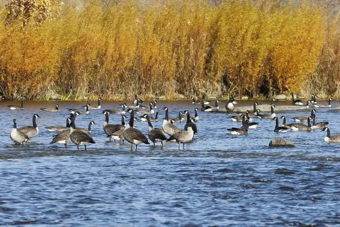 Framed Print : Canada geese (Branta canadensis) on the river Framed Print : Canada geese (Branta canadensis) on the river
