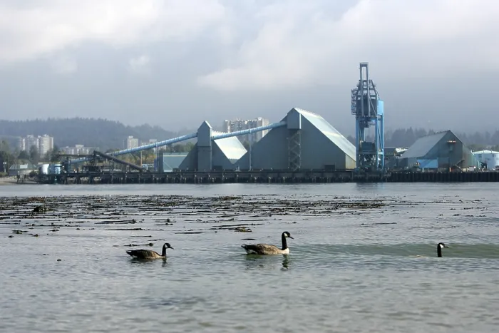 Framed Print : Canada Geese (Branta canadensis) swiming in Burrard inlet in Vancouver