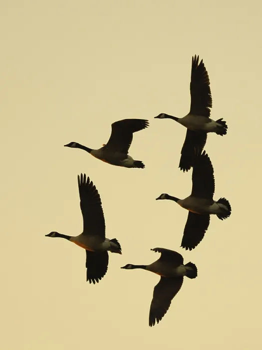 Framed Print : Canada geese at sunset, Umminger See