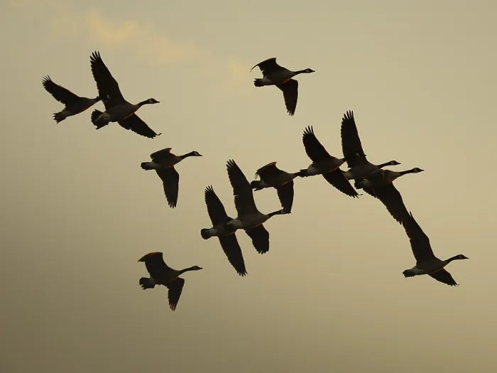 Framed Print : Canada geese at sunset, Umminger See Framed Print : Canada geese at sunset, Umminger See