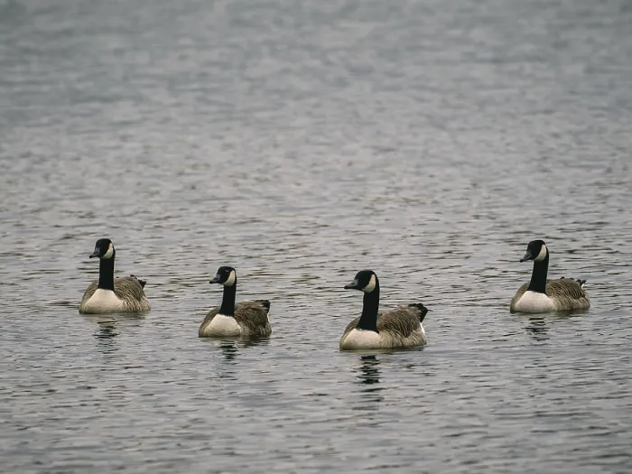 Framed Print : Canada Geese, Umminger See Framed Print : Canada Geese, Umminger See