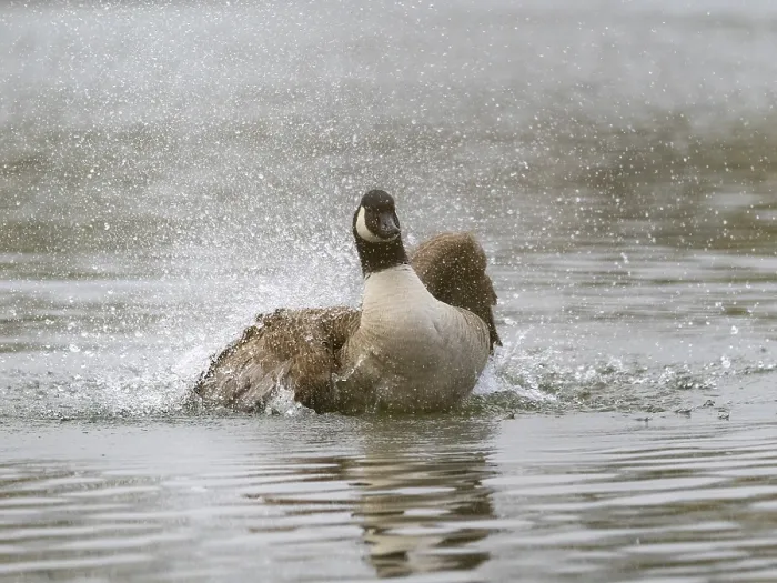 Framed Print : A Canada goose bathing, Umminger See
