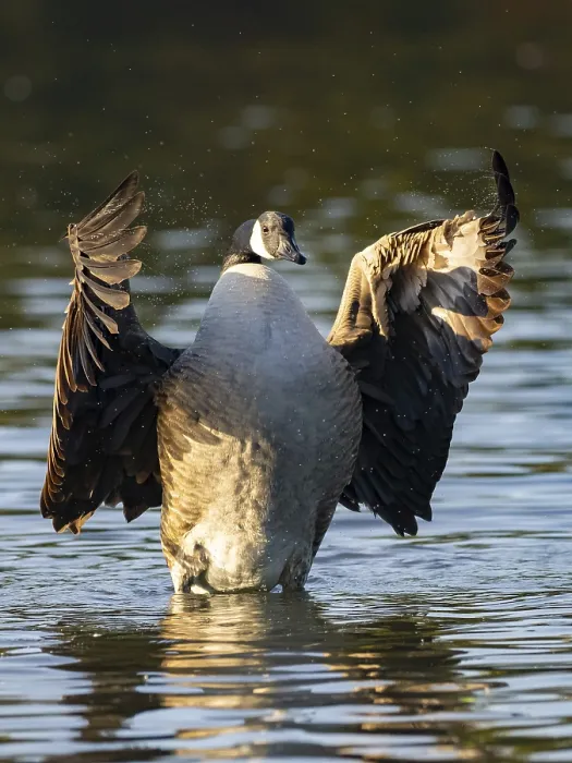 Framed Print : A Canada goose beats with its wings Framed Print : A Canada goose beats with its wings