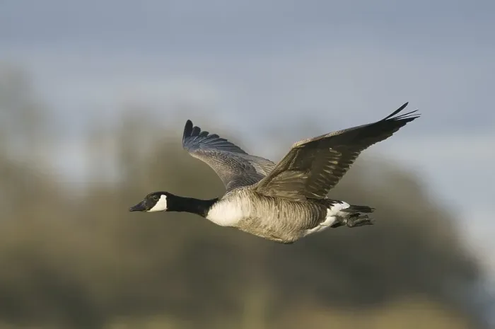 Framed Print : Canada Goose (Branta canadensis) Framed Print : Canada Goose (Branta canadensis)