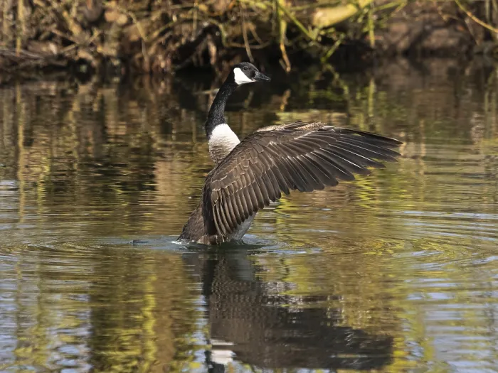 Framed Print : Canada Goose (Branta canadensis)