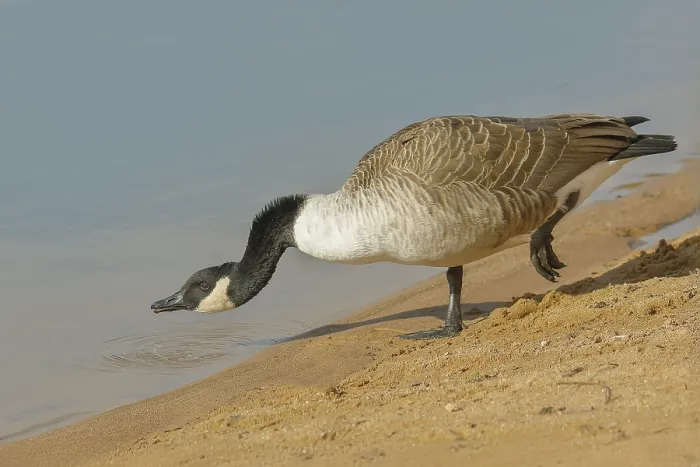 Framed Print : Canada goose (Branta canadensis)