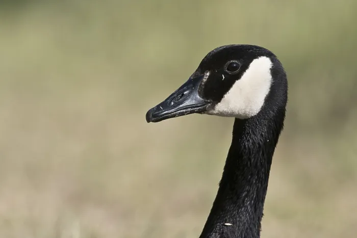 Framed Print : Canada Goose (Branta canadensis) Framed Print : Canada Goose (Branta canadensis)