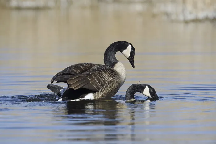 Framed Print : Canada goose (Branta canadensis) Framed Print : Canada goose (Branta canadensis)