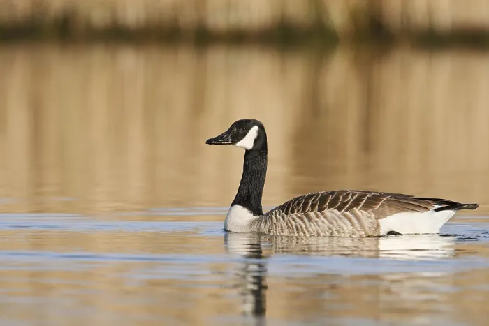 Framed Print : Canada goose (Branta canadensis)