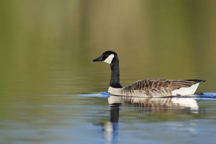 Framed Print : Canada goose (Branta canadensis) Framed Print : Canada goose (Branta canadensis)