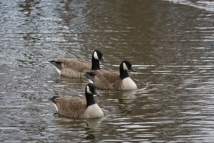 Framed Print : Canada goose (Branta canadensis)