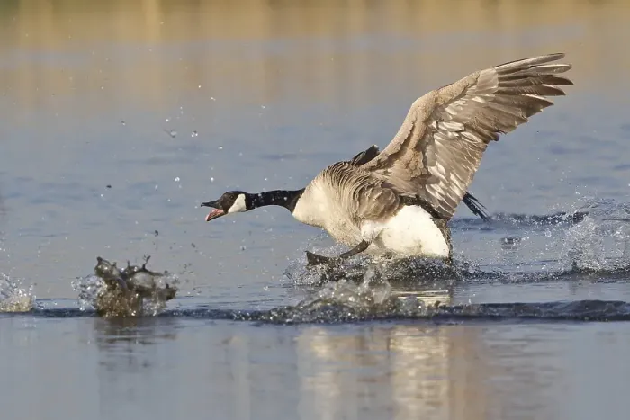 Framed Print : Canada Goose (Branta canadensis) chasing rival Framed Print : Canada Goose (Branta canadensis) chasing rival