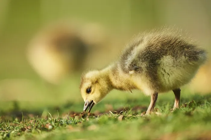 Framed Print : Canada goose (Branta canadensis) chick on a meadow
