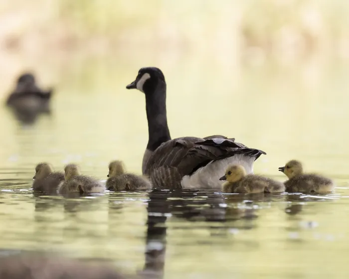 Framed Print : Canada Goose (Branta canadensis) with her chicks swimming on the water Framed Print : Canada Goose (Branta canadensis) with her chicks swimming on the water