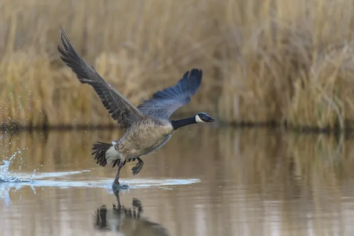 Framed Print : Canada goose (Branta canadensis), at departure