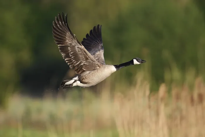 Framed Print : Canada goose (Branta canadensis) flying