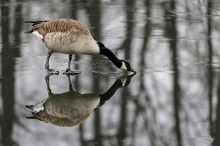 Framed Print : Canada goose (Branta canadensis) on a frozen lake