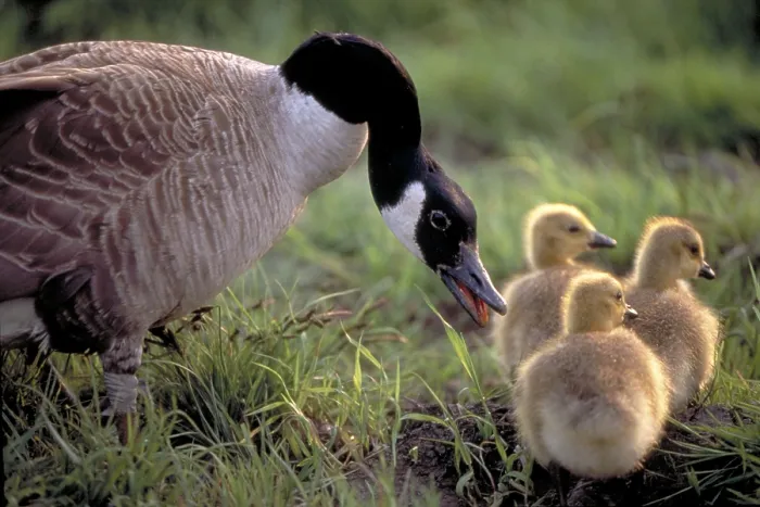 Framed Print : Canada Goose (Branta canadensis) with goslings