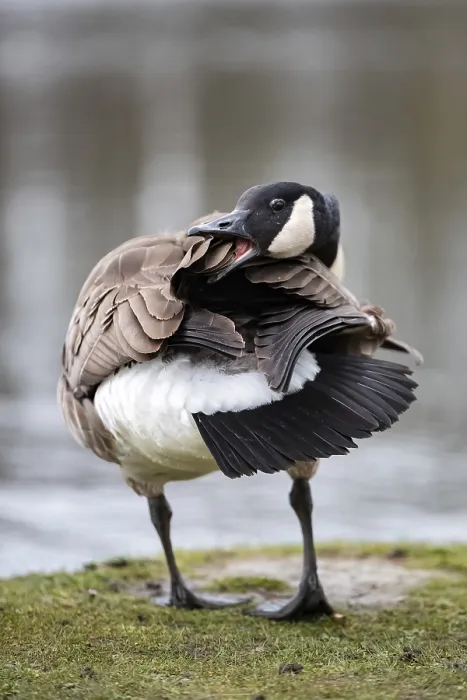 Framed Print : A Canada goose (Branta canadensis) grooming its plumage