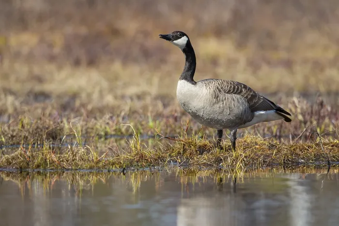 Framed Print : Canada goose (Branta canadensis) at a lake