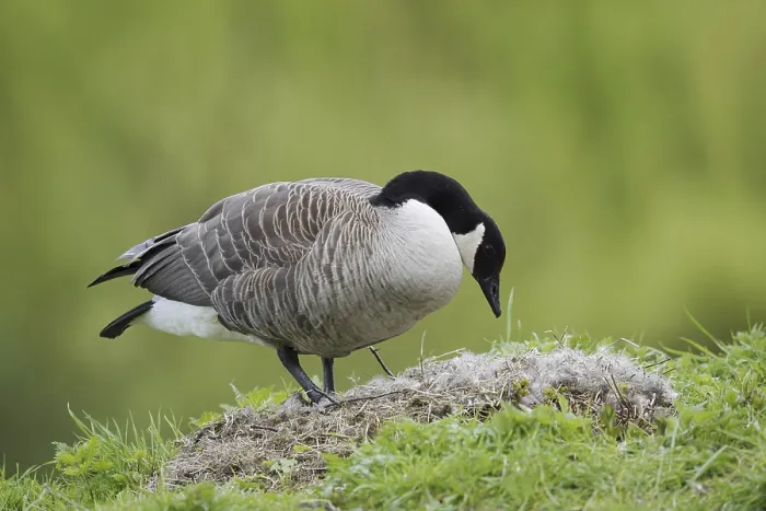 Framed Print : Canada goose (Branta canadensis) at the nest Framed Print : Canada goose (Branta canadensis) at the nest