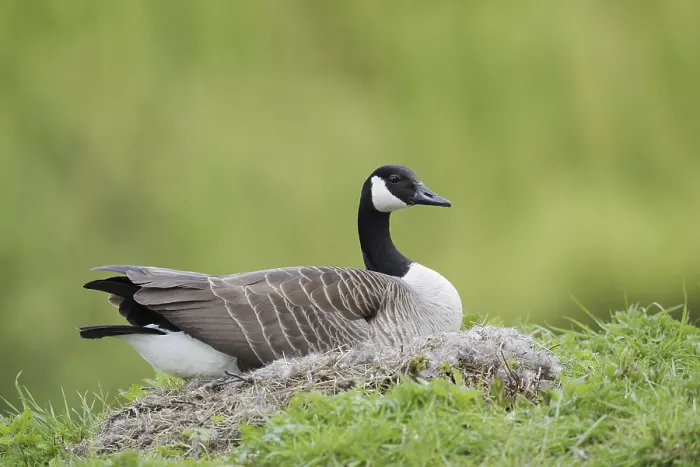 Framed Print : Canada goose (Branta canadensis) sitting brooding on the nest