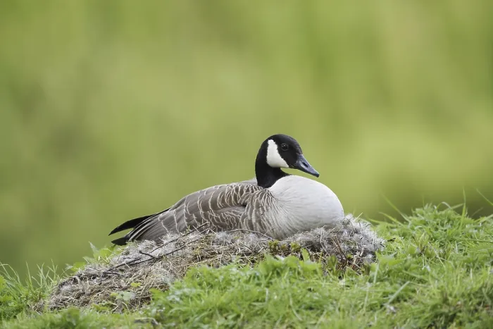 Framed Print : Canada goose (Branta canadensis) sitting brooding on the nest