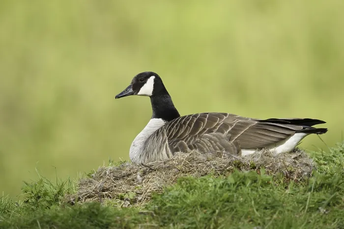 Framed Print : Canada goose (Branta canadensis) sitting brooding on the nest Framed Print : Canada goose (Branta canadensis) sitting brooding on the nest