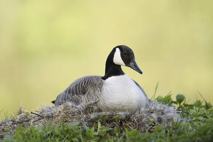 Framed Print : Canada goose (Branta canadensis) sitting brooding on the nest Framed Print : Canada goose (Branta canadensis) sitting brooding on the nest