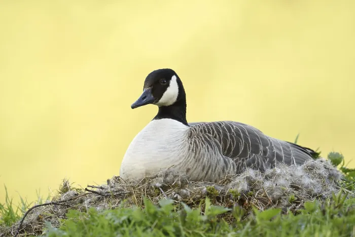 Framed Print : Canada goose (Branta canadensis) sitting brooding on the nest