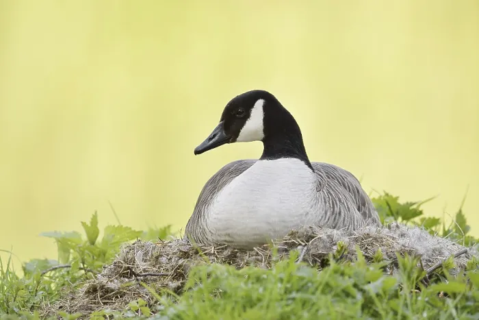 Framed Print : Canada goose (Branta canadensis) sitting brooding on the nest