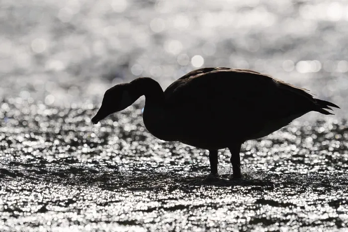 Framed Print : Canada goose (Branta canadensis) standing in the water against the light