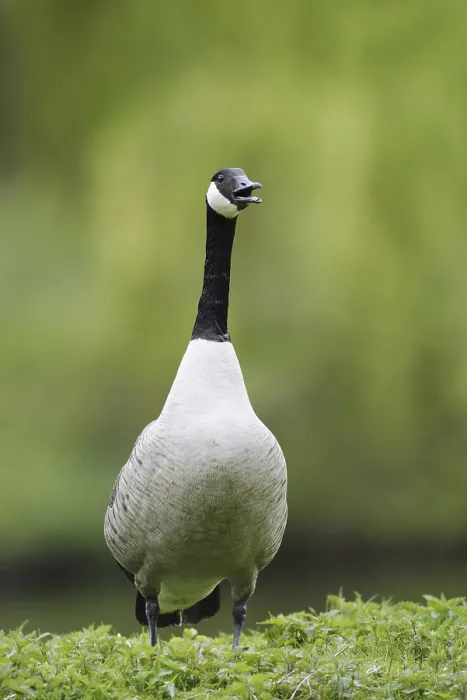 Framed Print : Canada goose (Branta canadensis) stands calling on the bank