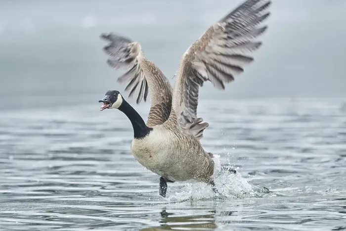 Framed Print : Canada goose (Branta canadensis) starting from a lake Framed Print : Canada goose (Branta canadensis) starting from a lake