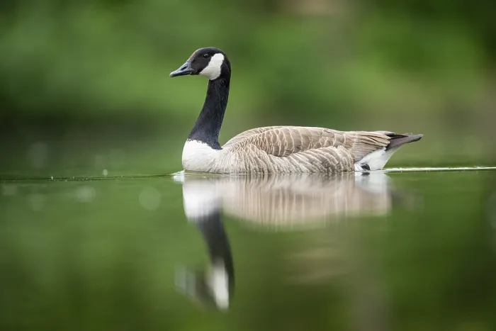 Framed Print : Canada goose (Branta canadensis) swimming in a lake Framed Print : Canada goose (Branta canadensis) swimming in a lake