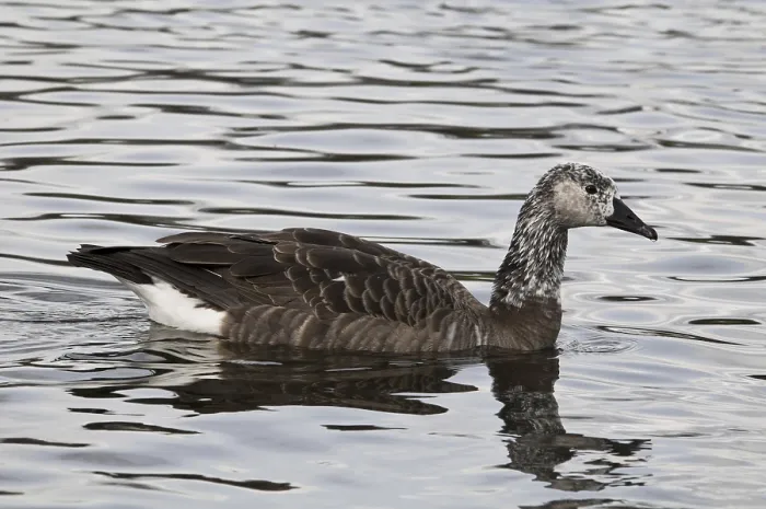 Framed Print : Canada Goose (Branta canadensis) x Greylag Goose (Anser anser)