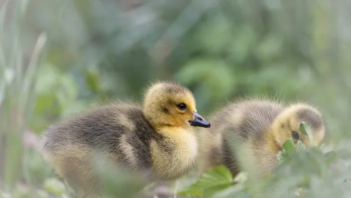 Framed Print : Canada goose chicks (Branta canadensis) two lying in grass and other undergrowth