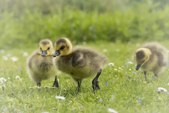 Framed Print : Canada goose chicks (Branta canadensis) three running through grass and daisies