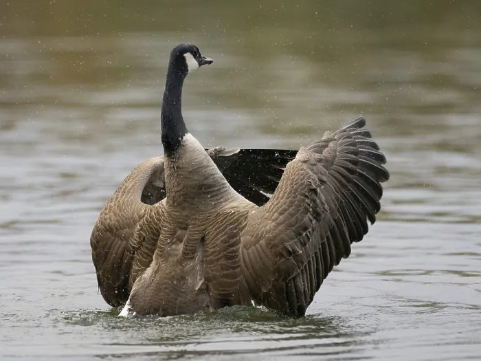 Framed Print : A Canada goose flaps its wings after plumage care