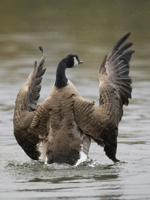 Framed Print : A Canada goose flaps its wings after plumage care Framed Print : A Canada goose flaps its wings after plumage care