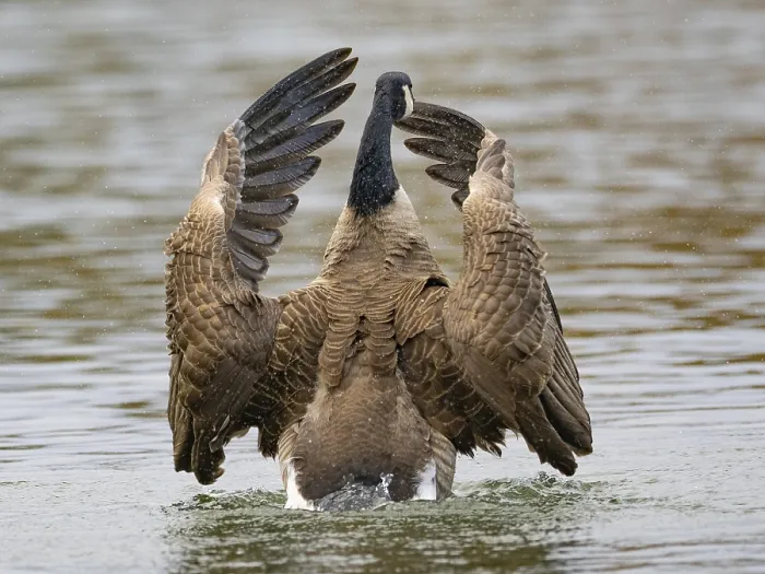 Framed Print : A Canada goose flaps its wings after plumage care Framed Print : A Canada goose flaps its wings after plumage care