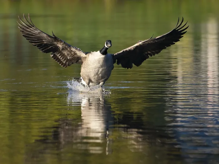 Framed Print : A Canada goose landing, Umminger See