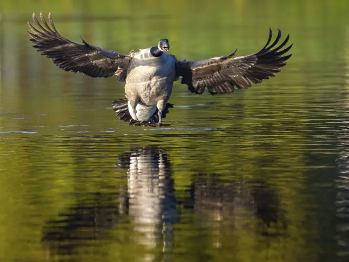 Framed Print : A Canada goose landing, Umminger See