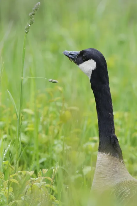 Framed Print : Canada goose in a meadow
