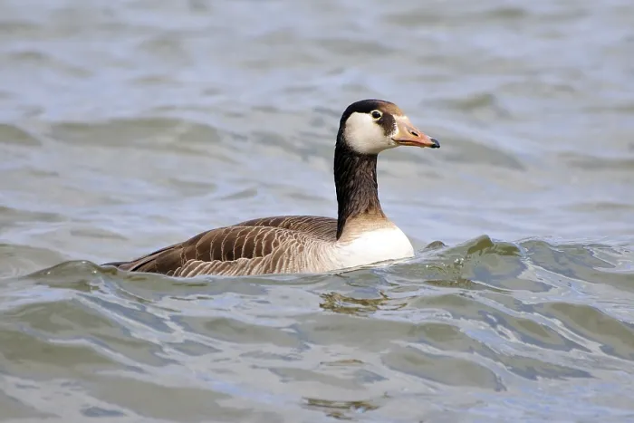 Framed Print : Canada goose in the water Framed Print : Canada goose in the water