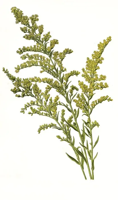 Framed Print : Canadensis, Canada goldenrod (Solidago) Framed Print : Canadensis, Canada goldenrod (Solidago)