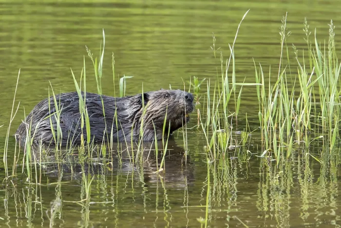 Framed Print : Canadian beaver (Castor fiber canadensis)