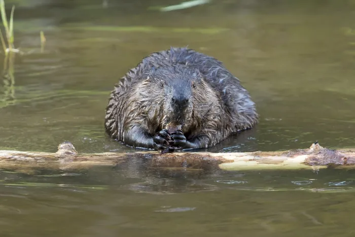 Framed Print : Canadian beaver (Castor fiber canadensis) Framed Print : Canadian beaver (Castor fiber canadensis)