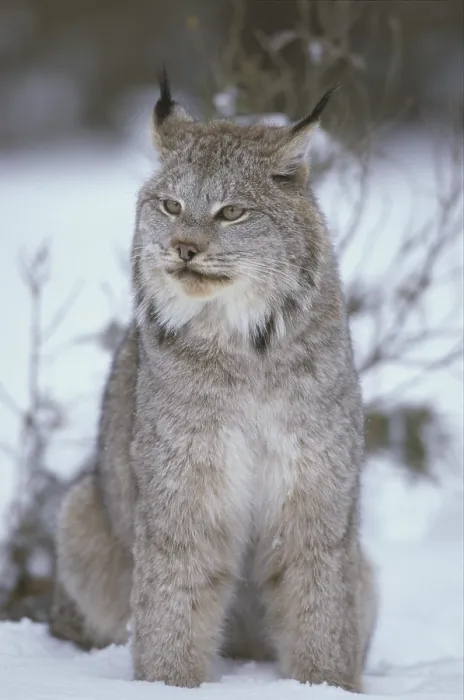 Framed Print : Canadian Lynx (Lynx canadensis)